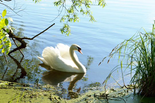 Lonely white swan swimming in the lake near the shore
