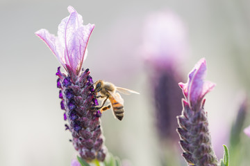 A honey bee on a lavender flower.