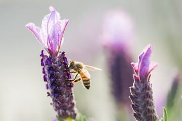 A honey bee on a lavender flower.