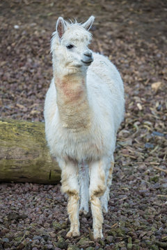 Alpaca, white ilama, funny animal, standing