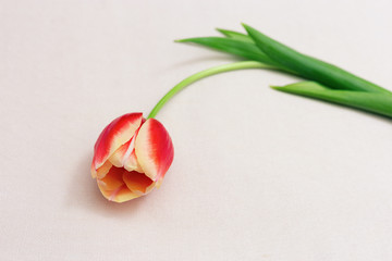 One flower is a tulip lying on a light, plain cloth tablecloth. Fresh cut tulip on a light background. Cut flower. Copy space for text.