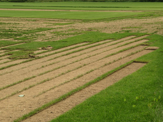 Anbaufläche für Rollrasen