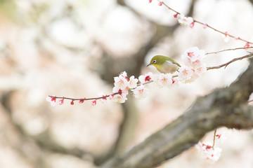 メジロと梅 