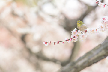 メジロと梅 