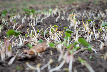 spring