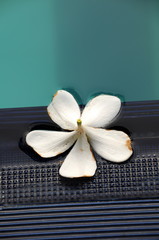 Plucked a white flower on the edge of the pool.