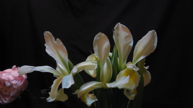 White Iris flowers and a Peony blooming in a timelapse