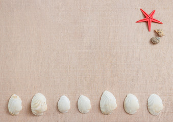 Seashells on light background
