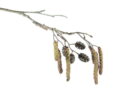 Alder branch with catkins isolated on white background. Branch of black alder (Alnus glutinosa) with male inflorescence and mature cones