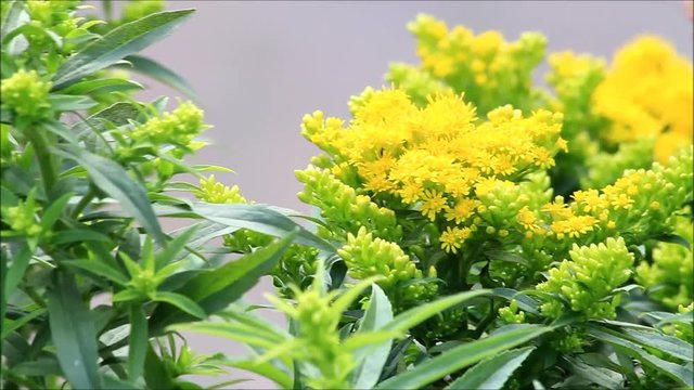 yellow goldenrod flower in the nature,  solidago virgaurea 
