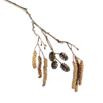 Alder branch with catkins isolated on white background. Branch of black alder (Alnus glutinosa) with male inflorescence and mature cones