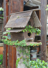 Wooden bird houses covered with ivy