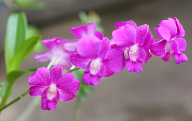 Purple Orchid