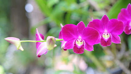 Purple Orchid