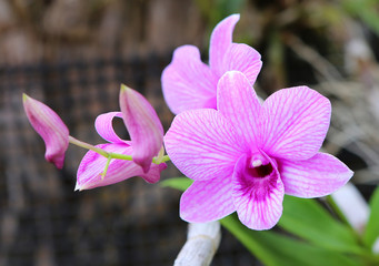 Purple Orchids