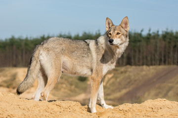 Tamaskan Hündin
