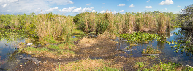 Naklejka premium Group of American alligators at Evergaldes National park in florida