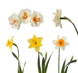 Set of beautiful white and yellow daffodils