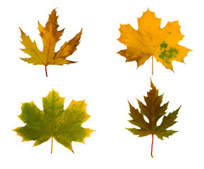 Set the autumn maple branch with leaves isolated