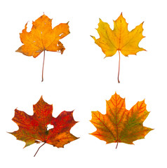Set the autumn maple branch with leaves isolated
