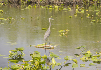 Birds at Evergaldes National park in florida