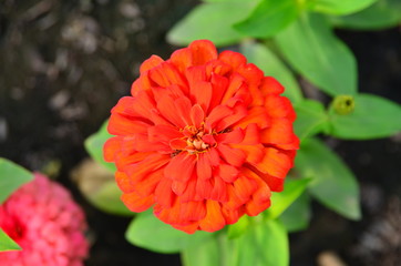 Orange flower and green leaves in the garden