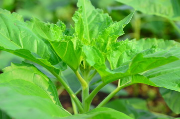 Sunflower and green leaves in the garden