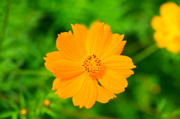 Orange flower and green leaves in the garden