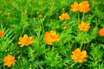 Obraz premium Orange flower and green leaves in the garden