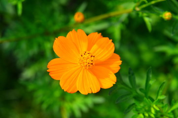 Orange flower and green leaves in the garden
