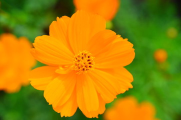 Orange flower and green leaves in the garden
