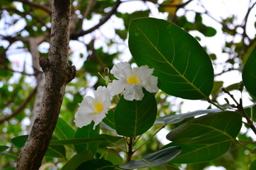 White flower and green leaves in the garden