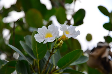 White flower and green leaves in the garden