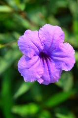 Purple flower and green leaves in the garden