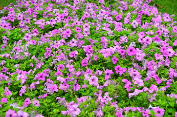 Purple flower and green leaves in the garden
