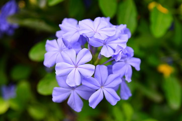 Blue flower and green leaves on the tree