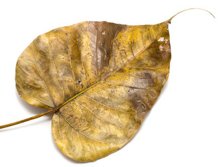 Pho leaf dry on white background, leaf isolated