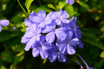 Blue flower and green leaves on the tree