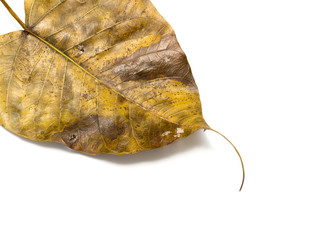 Pho leaf dry on white background, leaf isolated