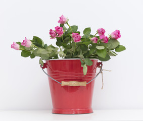bunch of cute pink roses in metallic bucket on the wonderful white studio background