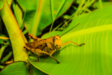 A grasshoper