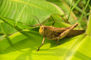 A grasshoper in leafs
