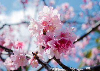 桜