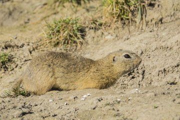 Obraz premium ground squirrel on a meadow
