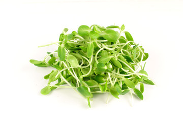 organic sunflower sprouts isolated on white background
