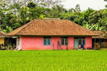 Fototapeta na wymiar Pink village house with rice terrace beside.