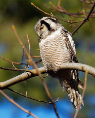 Hawk Owl resting on a branch in the forest - Surnia ulula