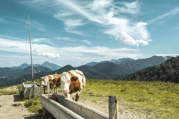 Fototapeta na wymiar Cows on a green field with mountains background 