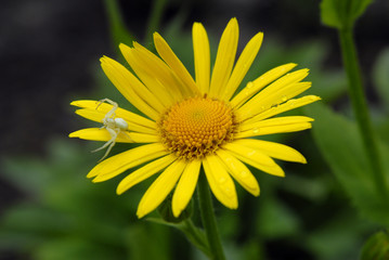 spider