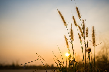 silhouette of grass flower on sunset